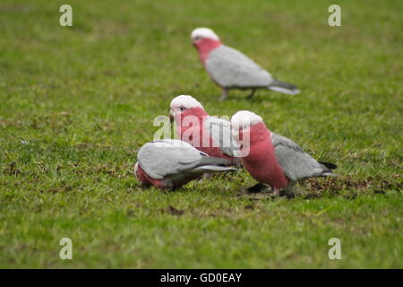 Australian Pink Galah, Eolophus roseicapilla, feeding in a short grass field. Stock Photo