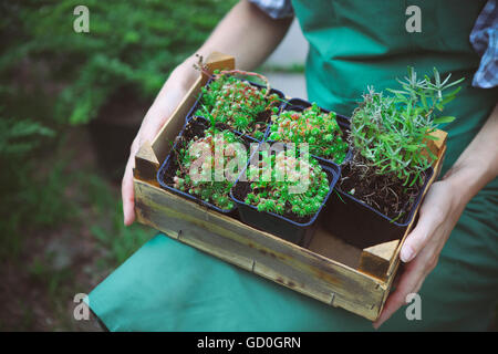Woman holding a box with plants in her hands in garden center. Close up Stock Photo