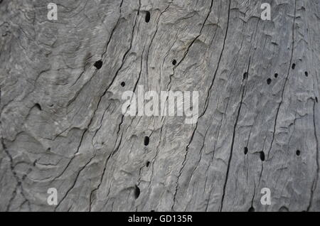 old, wood, worm holes, worm traces, woodworm, surface, closeup, grain, tree, rough, natural, bark, white, pest, brown, light Stock Photo