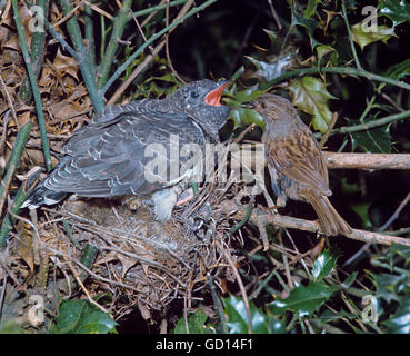 Hedge Sparrow or Dunnock Prunella modularis feeding young cuckoo Cuculus canorus in the nest at about two weeks old Stock Photo