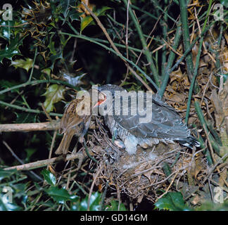 Hedge Sparrow or Dunnock Prunella modularis feeding young cuckoo Cuculus canorus in the nest at about two weeks old Stock Photo