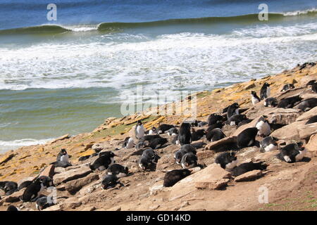 Rockhopper Penguin colony, Falkland Islands Stock Photo