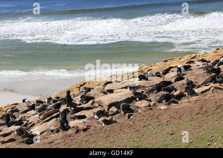 Rockhopper Penguin colony, Falkland Islands Stock Photo