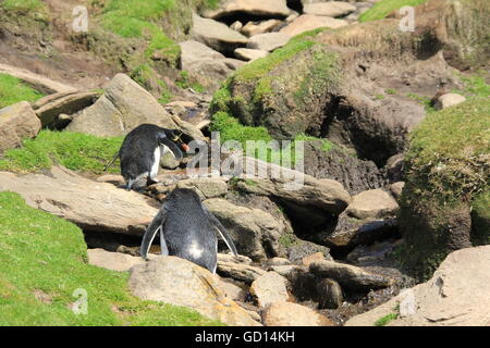 Rockhoppers hoping up rocks, Falkland Islands Stock Photo