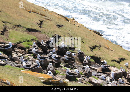 Albatross colony, Falkland Islands Stock Photo