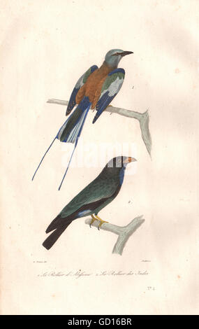 ROLLERS : Abyssinian Roller; Oriental Dollarbird. Rollier. BUFFON, print 1837 Stock Photo