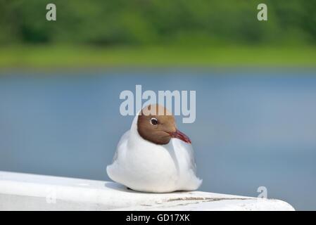 A Black-headed gull sitting on a white fence. Close-up. Stock Photo