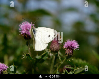 UK Butterflies - Small White - Pieris rapae