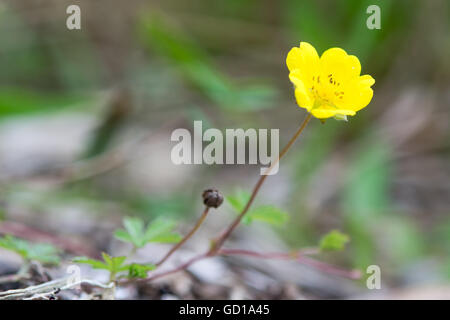 Creeping cinquefoil (Potentilla reptans) flower. Plant in the rose (Rosaceae) family with yellow flowers, seen from ground level Stock Photo