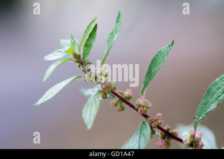 Pellitory-of-the-Wall (Parietaria judaica). Leaves and flowers of plant in the nettle family (Urticaceea) growing on a wall Stock Photo