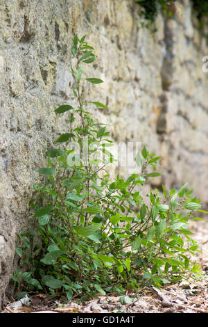 Pellitory-of-the-Wall (Parietaria judaica) plant. Plant in the nettle family (Urticaceae) growing at base of wall Stock Photo