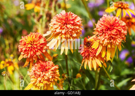 Echinacea ‘Marmalade’ garden mixed border flowers Stock Photo