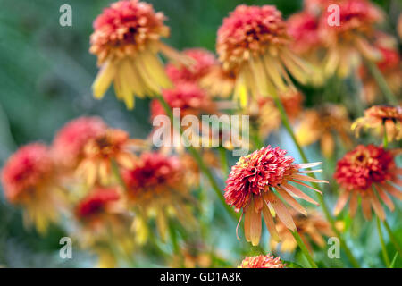 Orange Coneflower Echinacea ‘Marmalade’ garden border Beauty July flowers Stock Photo