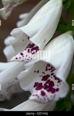 White foxglove (digitalis purpurea alba) Stock Photo