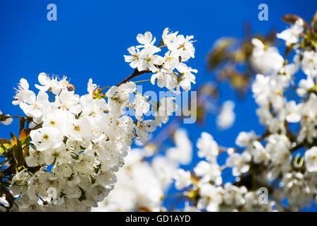 Cherry blossoms over blue sky background Stock Photo
