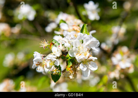 Flowering of the apple tree, ornamental apple Malus Van Eseltine, Stock Photo