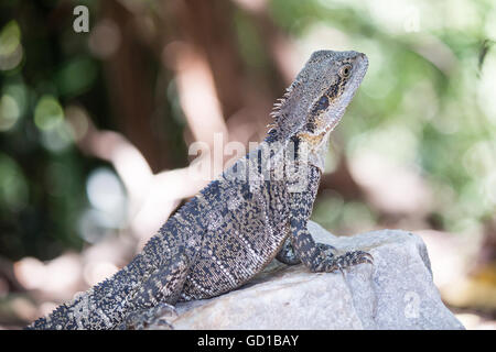 Australian Water Dragon, Queensland, Australia Stock Photo