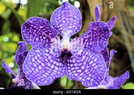 blue orchid with white thoughts Stock Photo