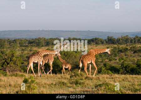 Masai Giraffes, Maasai Giraffes, or Kilimanjaro Giraffes (Giraffa camelopardalis tippelskirchi), Masai Mara National Reserve Stock Photo