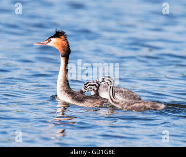 Female Great Crested Grebe (Podiceps cristatus) with two cute chicks Stock Photo