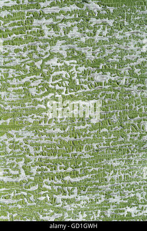Cracked paint. Military, khaki style. Green vintage painted wooden surface. Stock Photo
