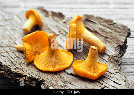 Fresh chanterelle mushrooms on a wood close up Stock Photo