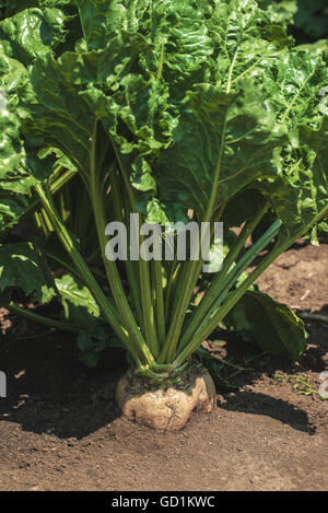 Sugar beet in the ground, cultivated root crop field, selective focus Stock Photo