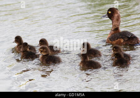 Mother with seven baby Tufted Ducklings  (Aythya fuligula) swimming in a lake Stock Photo