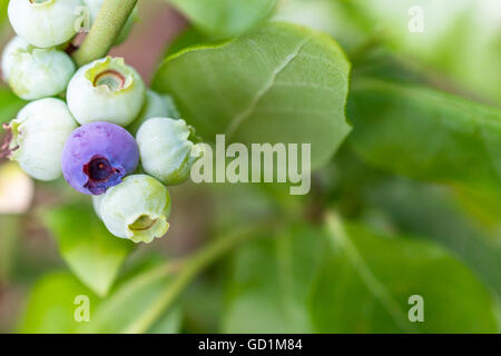 Outdoor macro shot of newly formed blueberries showing very young fruit. selective focus  for blur background for copy space Stock Photo