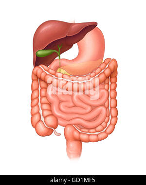 Normal abdominal organs outside the body (stomach, liver, gall bladder, large intestine, small intestine, rectum, common bile duct) Stock Photo