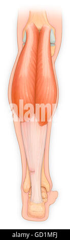 Posterior view of the leg with achilles tendon showing gastrocnemius muscle Stock Photo