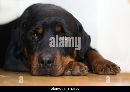 Rottweiler portrait. The dog is laying on the floor and looking into camera. Stock Photo