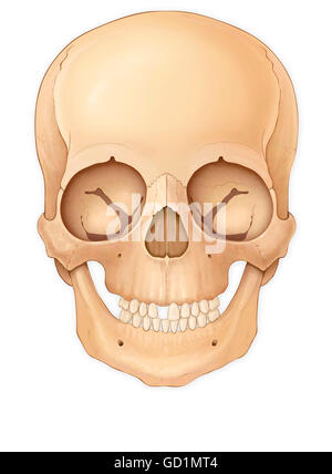 Illustration of a child's skeleton Stock Photo: 158396350 - Alamy