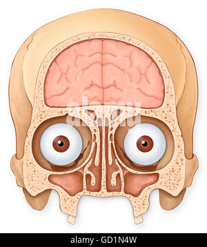 Illustration showing anatomy of a normal brain in lateral, sagittal ...