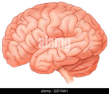 Lateral view of a normal brain Stock Photo