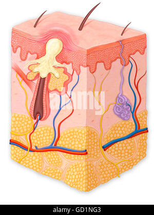 Cross section of skin showing hair follicle, sebaceous glands, sweat ...