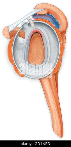 Open shoulder joint showing inflamed bursa from a bone spur and torn labrum Stock Photo