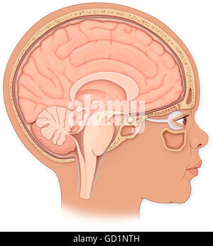 Normal lateral view of a child's skull, brain, sinuses and face showing the spinal cord and eyes Stock Photo