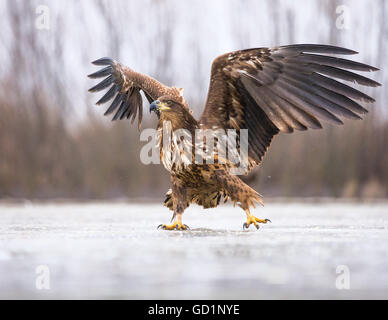 Juvenile White-tailed Eagle (Haliaeetus albicilla) sliding on an ice-covered marsh Stock Photo