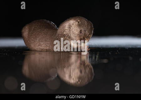 European Otter (Lutra lutra) feeding on a freshly caught fish in an icy marsh at night Stock Photo