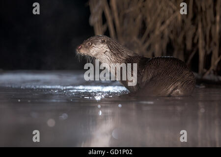 European Otter (Lutra lutra) in an icy marsh at night Stock Photo