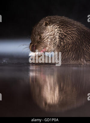 Wild European Otter (Lutra lutra) feeding on a freshly caught fish in an icy marsh at night Stock Photo