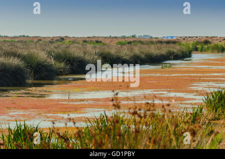 Wetlands in the Kizilirmak delta Black Sea Province of Turkey Stock Photo