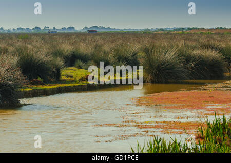 Wetlands in the Kizilirmak delta Black Sea Province of Turkey Stock Photo