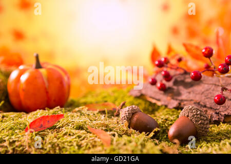An autumn nature still life in bright light with copy space. Stock Photo