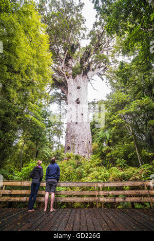 Tourists at Tane Mahuta, the largest Kauri Tree in New Zealand, at Waipoua Kauri Forest, Northland, North Island, New Zealand Stock Photo