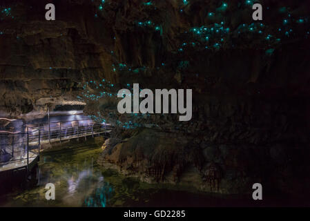 Glow worms in Waitomo Caves, Waikato Region, North Island, New Zealand, Pacific Stock Photo