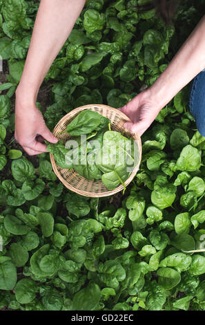 Picking spinach in a home garden. Bio spanach. Stock Photo