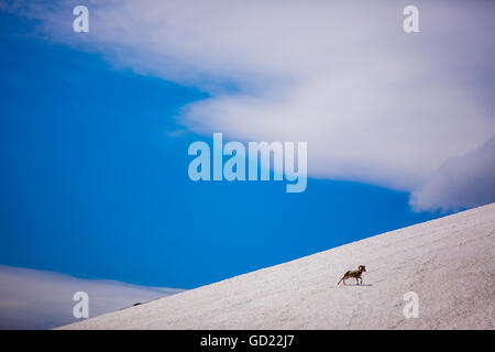 Big horn sheep, Glacier National Park, Montana, United States of America, North America Stock Photo