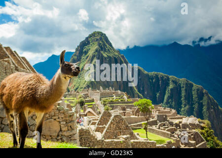 Resident llama, Machu Picchu ruins, UNESCO World Heritage Site, Peru, South America Stock Photo